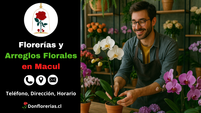 Florería en Macul con servicio de despacho a domicilio. Un florista sonriente acomoda orquídeas blancas y lilas en macetas dentro de una tienda decorada con flores exóticas y plantas ornamentales. Floristería en Macul con atención personalizada, gran variedad de arreglos florales y envío a domicilio para toda la comuna.